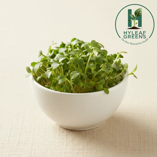 Fresh amaranthus green microgreens