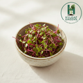 Amaranthus Red Microgreens