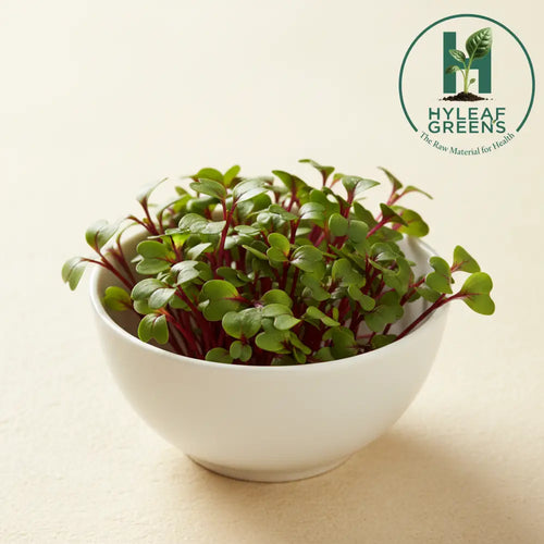Fresh beetroot microgreens