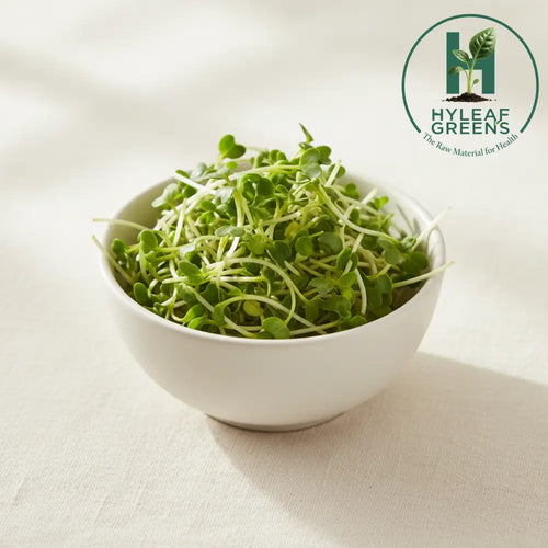 Fresh broccoli microgreens