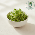 Fenugreek Microgreens