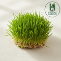 Fresh wheat grass microgreens