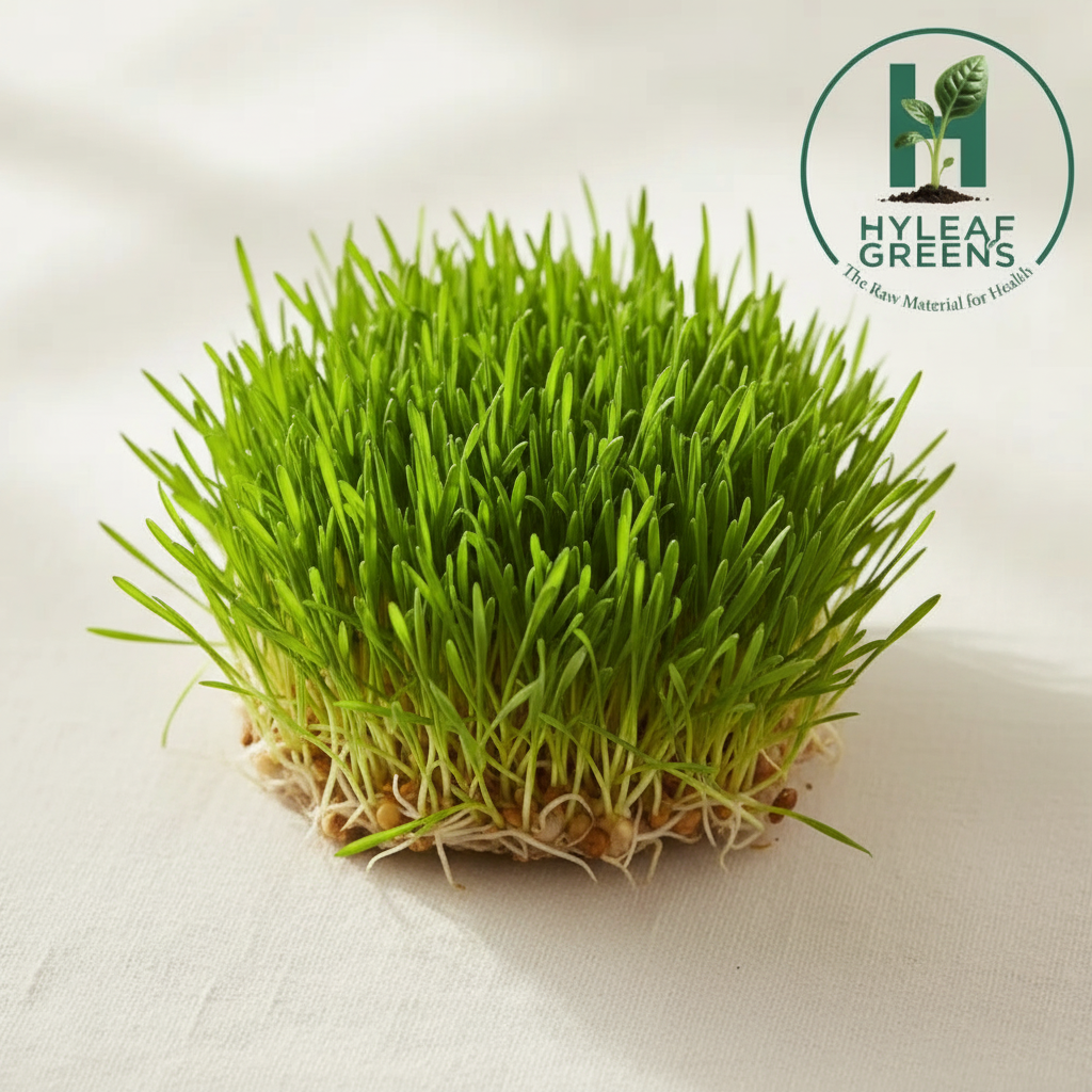 Fresh wheat grass microgreens