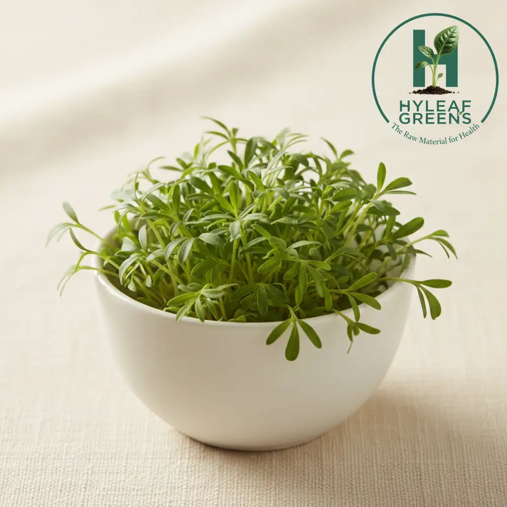 Fresh kasuri methi microgreens