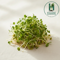 Moong Beans Microgreens