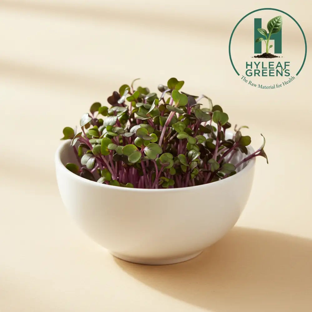 Fresh radish sango deep purple microgreens